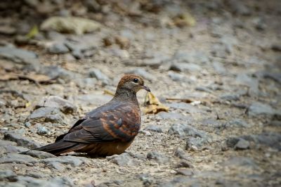 Kleine Kuckuckstaube (W) / Little Cuckoo-dove