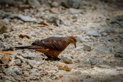 Kleine Kuckuckstaube (M) / Little Cuckoo-dove