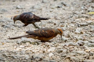 Kleine Kuckuckstaube (M&W) / Little Cuckoo-dove