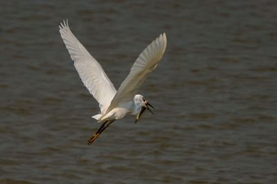 Seidenreiher / Little Egret