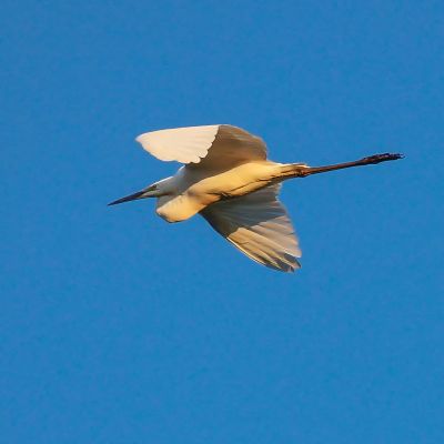 Seidenreiher / Little Egret