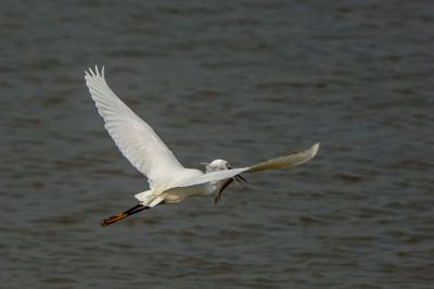 Seidenreiher / Little Egret