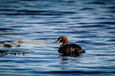 Zwergtaucher / Little Grebe