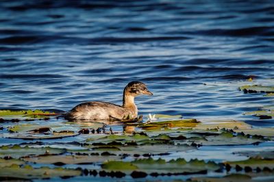 Zwergtaucher (J) / Little Grebe