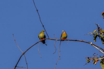 Kleine Grüntaube (M&W) / Little Green-pigeon