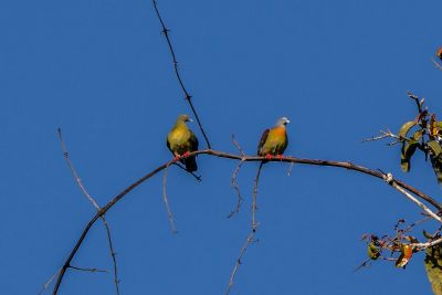 Kleine Grüntaube (M&W) / Little Green-pigeon