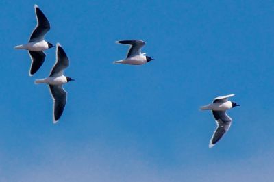 Zwergmöwe / Little Gull