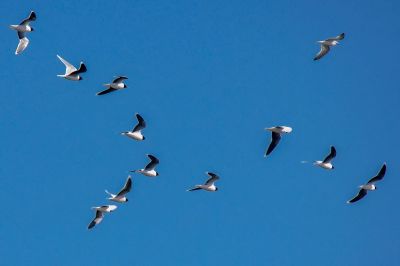 Zwergmöwe / Little Gull