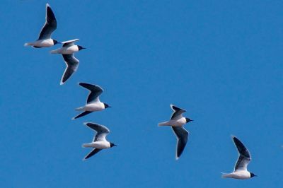 Zwergmöwe / Little Gull