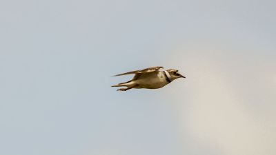 Flußregenpfeifer / Little Ringed Plover