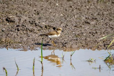 Flußregenpfeifer / Little Ringed Plover