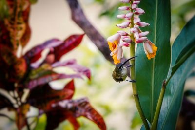 Weißkehl-Spinnenjäger / Little Spiderhunter