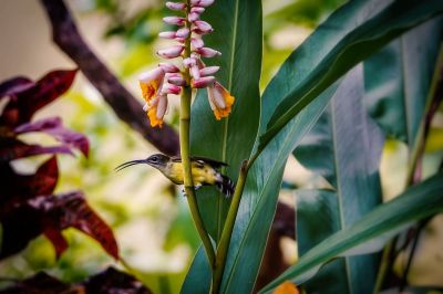 Weißkehl-Spinnenjäger / Little Spiderhunter