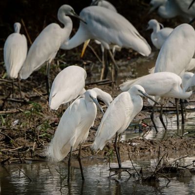 Seidenreiher / Little Egret