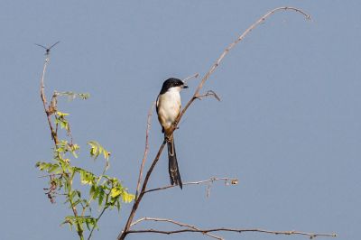 Schachwürger / Long-tailed Shrike