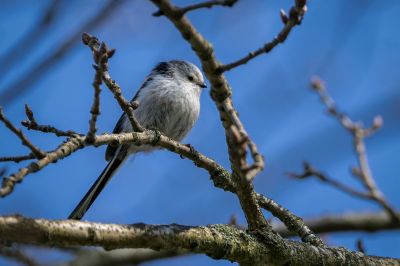 Schwanzmeise / Long Tailed Tit - Bushtit