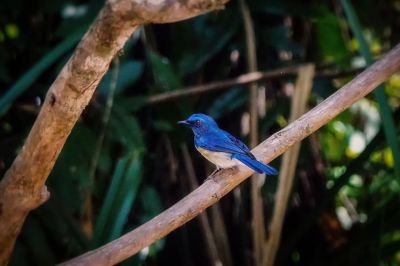 Malaienblauschnäpper (M) / Malaysian Blue-flycatcher