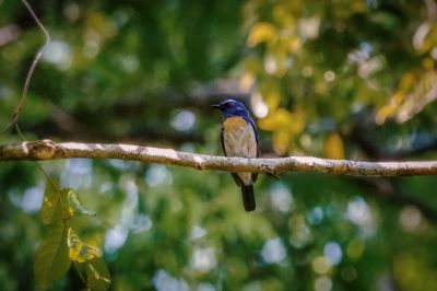 Malaienblauschnäpper (M) / Malaysian Blue-flycatcher