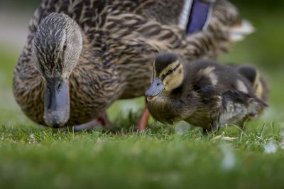 Stockente (F,J) / Mallard