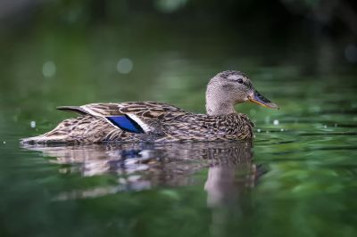 Stockente (F) / Mallard