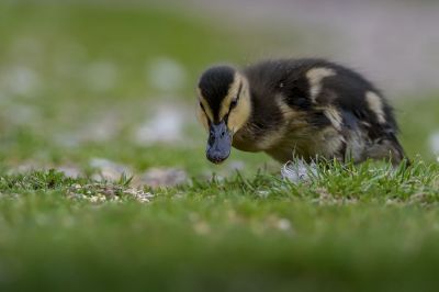 Stockente (J) / Mallard