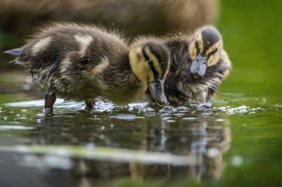 Stockente (J) / Mallard