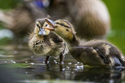 Stockente (J) / Mallard