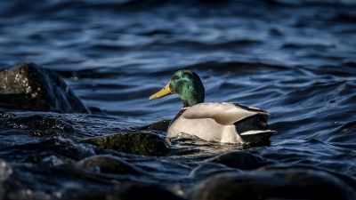 Stockente (M) / Mallard