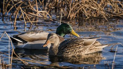 Stockente (F-M) / Mallard