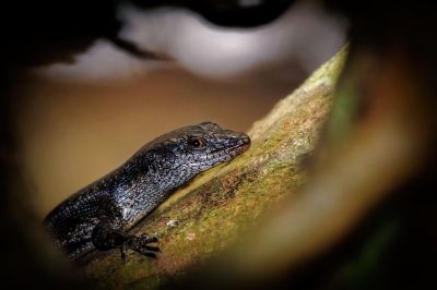 Mangrovenskink / Mangrove skink