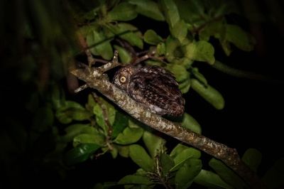 Mantanani-Zwergohreule / Mantanani Scops-owl