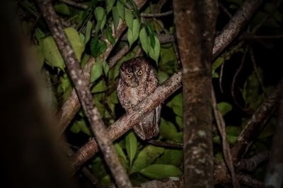 Mantanani-Zwergohreule / Mantanani Scops-owl