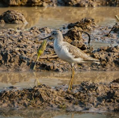 Teichwasserläufer / Marsh Sandpiper