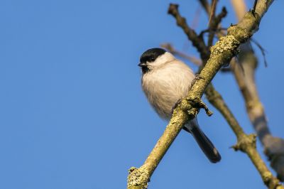 Sumpfmeise - Nonnenmeise / Marsh Tit