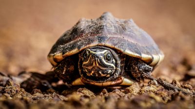 Malaiischer Schneckenfresser / Mekong snail-eating turtle