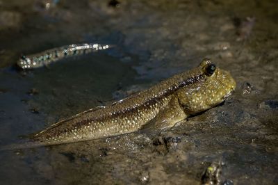 Schlammspringerverwandte / Mudskipper