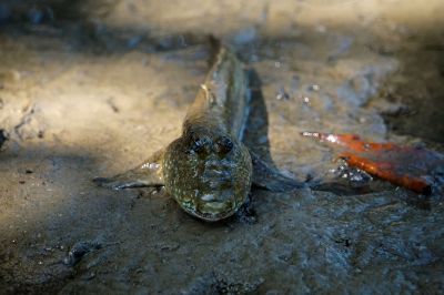 Schlammspringerverwandte / Mudskipper