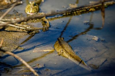 Schlammspringerverwandte / Mudskipper