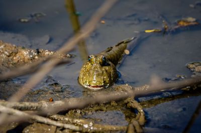 Schlammspringerverwandte / Mudskipper