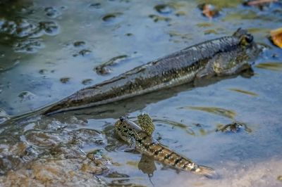 Schlammspringerverwandte / Mudskipper