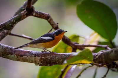 Mugimakischnäpper (M) / Mugimaki Flycatcher