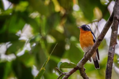 Mugimakischnäpper (M) / Mugimaki Flycatcher