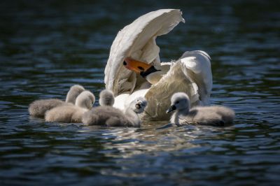 Höckerschwan mit Jungen / Mute Swan