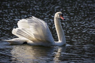 Höckerschwan / Mute Swan