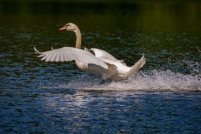 Höckerschwan / Mute Swan