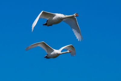 Höckerschwan / Mute Swan