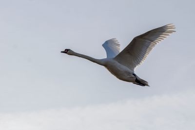 Höckerschwan / Mute Swan