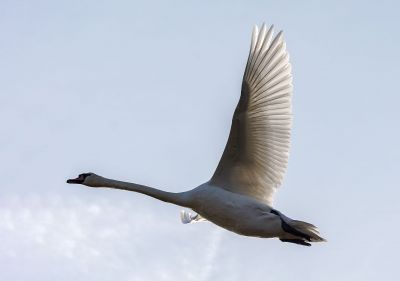 Höckerschwan / Mute Swan