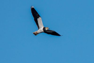 Kiebitz / Northern Lapwing