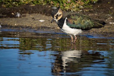 Kiebitz / Northern Lapwing